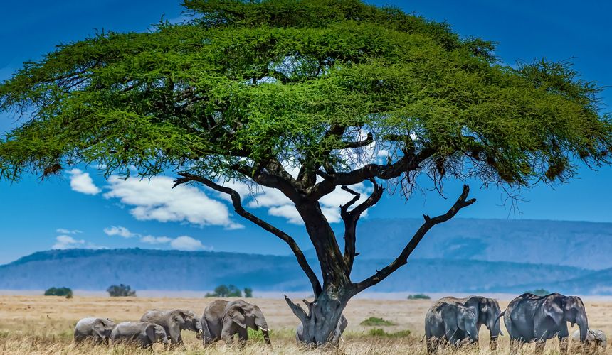 Россия и Танзания договорились о запуске прямых рейсов