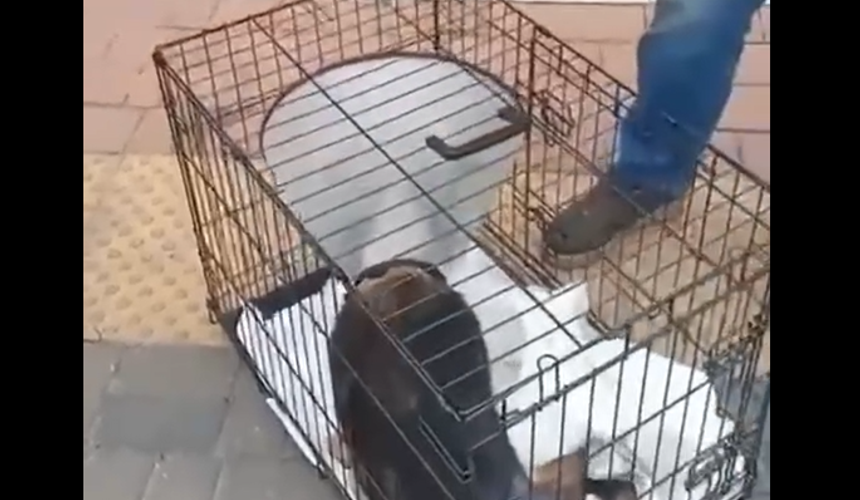 РЖД снова оказались в центре скандала с животным