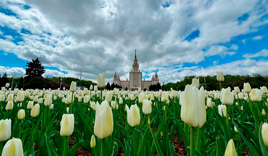 Спрос на цветочный туризм вырос на треть: туристы нашли альтернативу Японии 