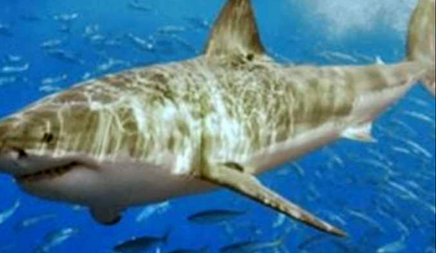 Египет: появление акулы напугало туристов в Дахабе