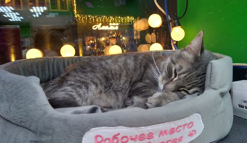 «Верните Серегу!» Туристы встали горой за уволенного из магазина Зеленоградска кота