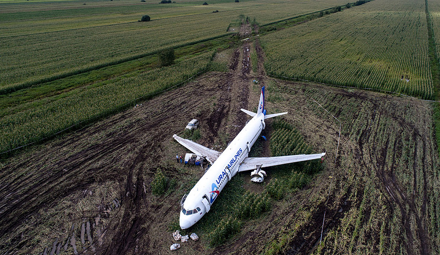Росавиация: самолет «Уральских авиалиний» сел на кукурузное поле из-за чаек хохотуний