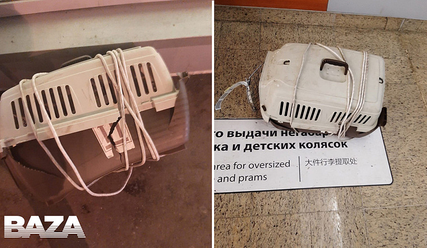 «Аэрофлот» обвиняют в гибели двух котов