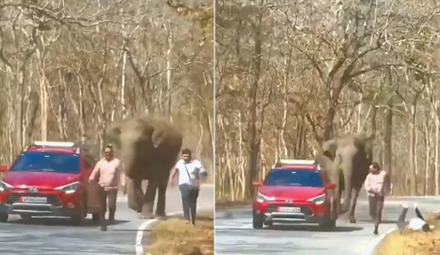 В Индии двое туристов едва спаслись от диких слонов