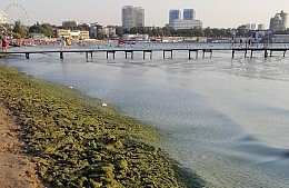 Туристы жалуются на водоросли в Анапе