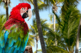 Скидки до 40 % от TUI! Таиланд, Доминикана, Шри-Ланка от TUI