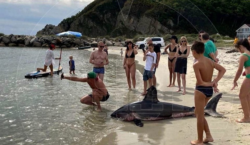 В Приморье туристы вытащили двухметровую акулу на пляж ради селфи