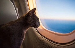 «Аэрофлот» снова меняет правила перевозки животных в самолетах