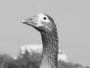 Will Bird Flu Affect The Demand For Europe