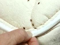 как защитить себя от клещей как защитить себя от клещей