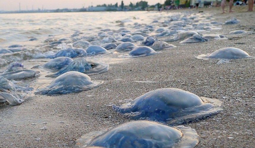 Краснодарский Край Азовское Море Фото