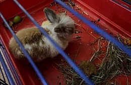 Туристы пожалели кролика из отеля «Кошкин дом» в Мышкине