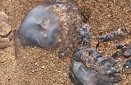 Отдыхающие на Азовском море засняли огромных медуз