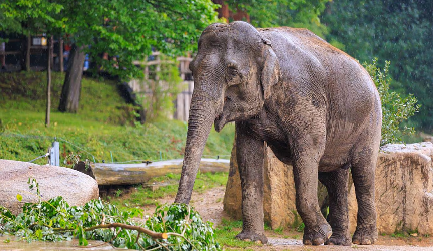 На Шри-Ланке туристов от голодного слона спас сэндвич