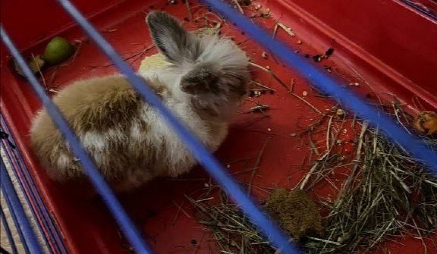 Туристы пожалели кролика из отеля «Кошкин дом» в Мышкине