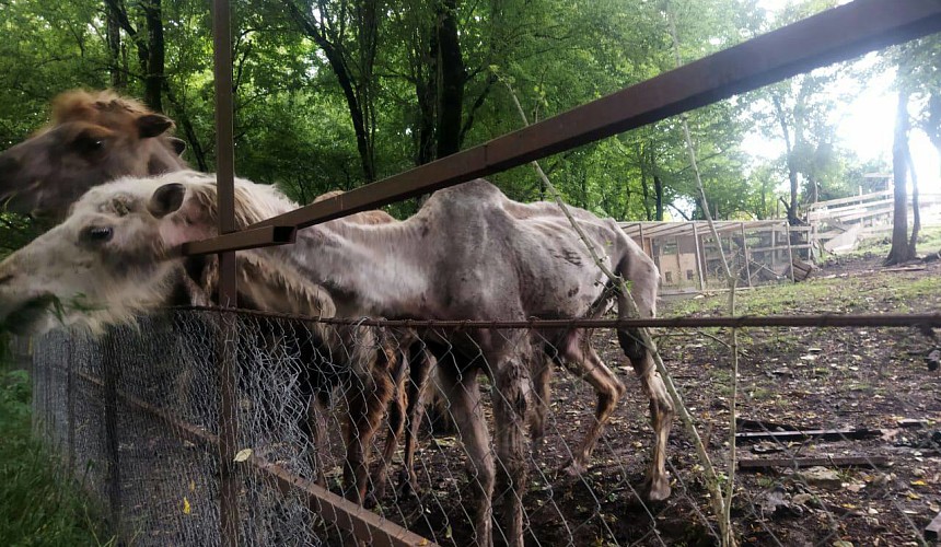 Мэрия: животным в сочинском сафари-парке ничего не угрожает