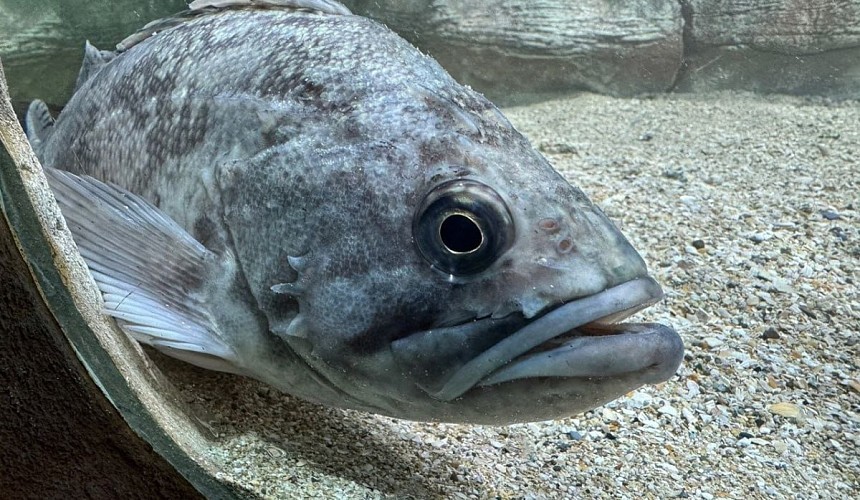 Опасность хищных рыб для туристов и Черного моря сильно преувеличена