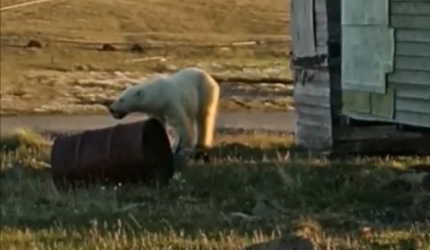Ветеринары вытащили застрявшую банку из пасти белой медведицы в Диксоне