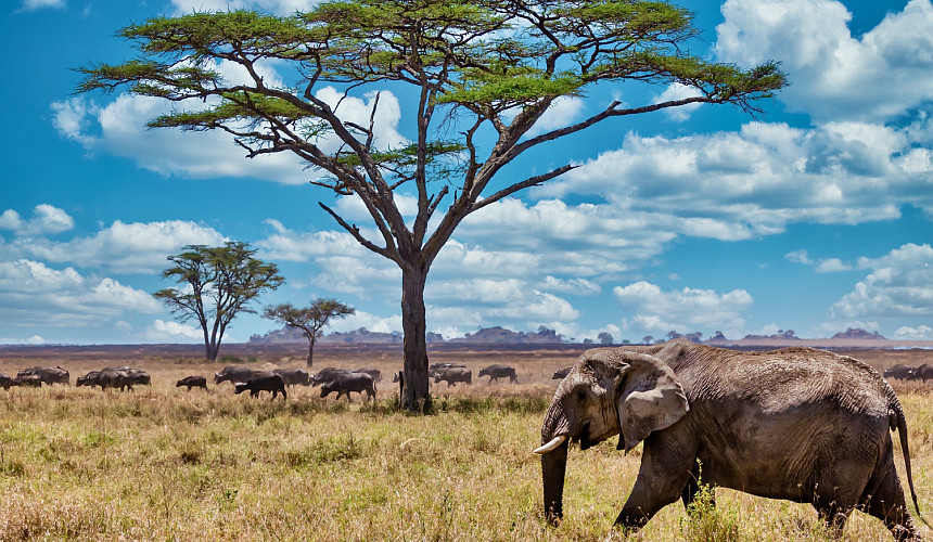 Танзания позовет туроператоров в бесплатную поездку 