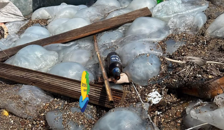 «Мощно ужалили за ногу»: в Анталье нашествие гигантских медуз