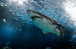  Еще одна туристка погибла от зубов акулы в Хургаде