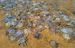 Туристы жалуются на нашествие медуз на Азовском море