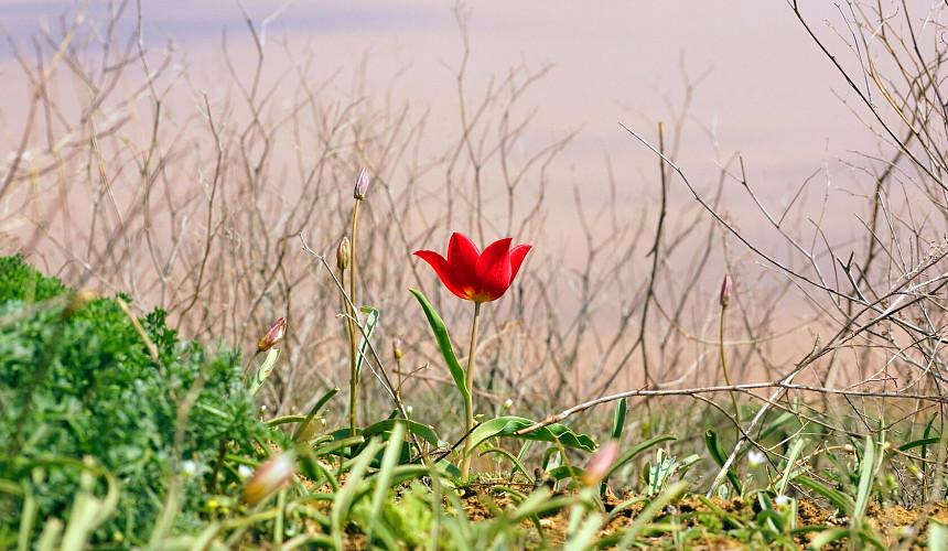 В Крыму отдыхающие недоумевают, куда исчезли поля краснокнижных тюльпанов