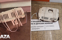 «Аэрофлот» обвиняют в гибели двух котов