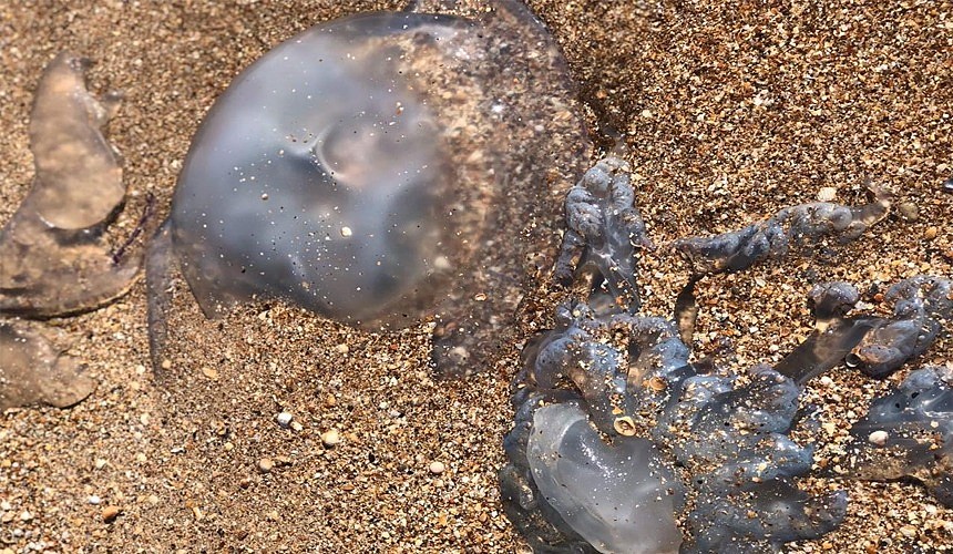 Отдыхающие на Азовском море засняли огромных медуз