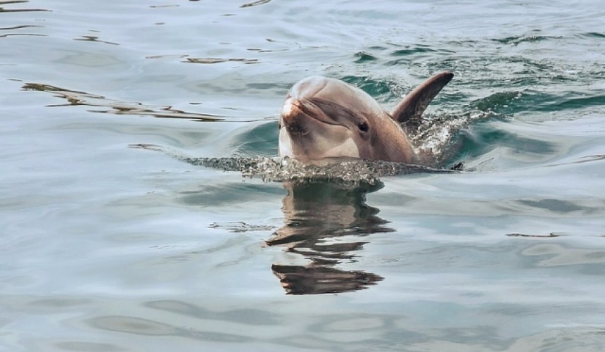 Дельфины в Севастополе стали фигурантами уголовного дела
