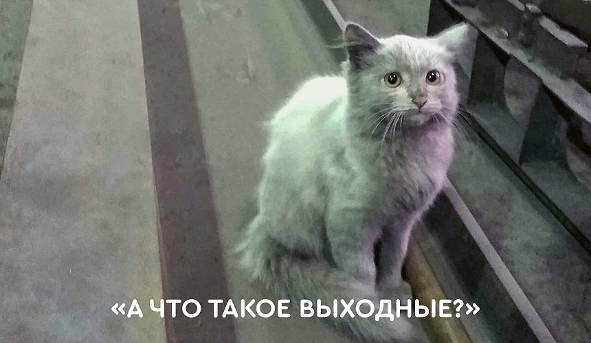 «А что такое выходные?» В туристических компаниях Москвы ответили на вопрос про нерабочие дни