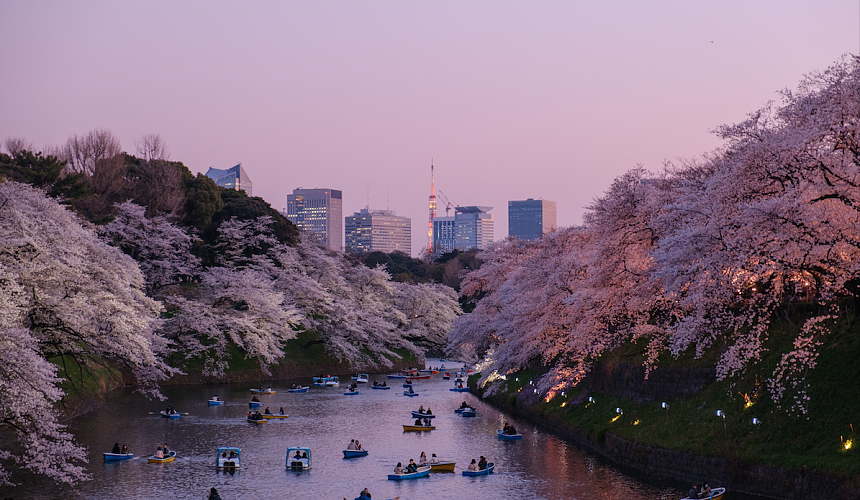 Туристам объяснили, в чем отличие туров на цветение сакуры в Японию и Южную Корею