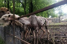 В Сочи полиция начала проверку по ситуации с брошенными животными в сафари-парке