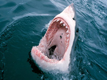 В Египте от зубов акулы пострадали туристы