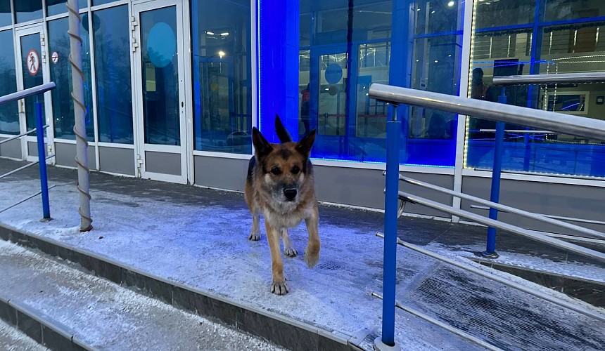 «От мороза подгибает лапки»: в аэропорту Новокузнецка Хатико ждет хозяина, улетевшего утренним рейсом