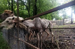 Мэрия: животным в сочинском сафари-парке ничего не угрожает