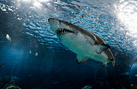  Еще одна туристка погибла от зубов акулы в Хургаде