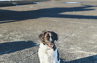 В аэропорту Пулково нашли сбежавшую из разбитой переноски собаку