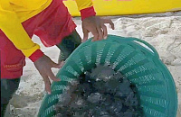 На Пхукете туристы боятся медуз: спасатели очищают пляжи
