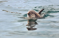 Дельфины в Севастополе стали фигурантами уголовного дела