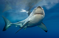 Туристы предлагают чипировать акул в Приморье и отпугивать их гидроциклами