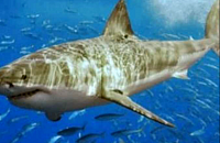 Египет: появление акулы напугало туристов в Дахабе
