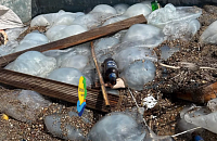 «Мощно ужалили за ногу»: в Анталье нашествие гигантских медуз