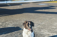 Диспетчер аэропорта Толмачево предотвратил столкновение самолета с собакой на взлетной полосе