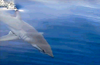 У берегов Хургады вновь замечена акула-мако