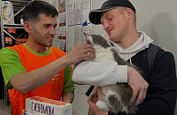 Пассажир, бросивший переноску в Шереметьево, вернулся за кошкой через девять дней