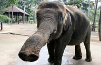 На Бали без туристов плохо не только людям, но и слонам