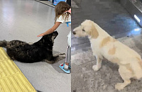Пассажиры жалуются на бродячих собак в аэропорту Стамбула