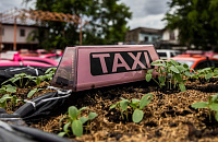 Брошенные в Бангкоке такси превратились в огороды