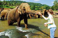 Шри-Ланка упрощает правила посещения страны для привитых туристов